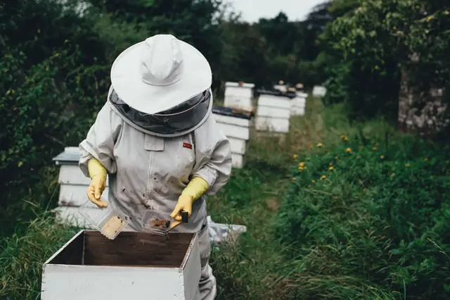 How to become a beekeeper