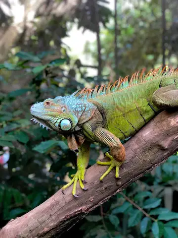 Can Iguanas get into your attic?